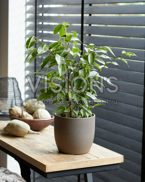 Ficus benjamina Variegata Ficus benjamina Variegata