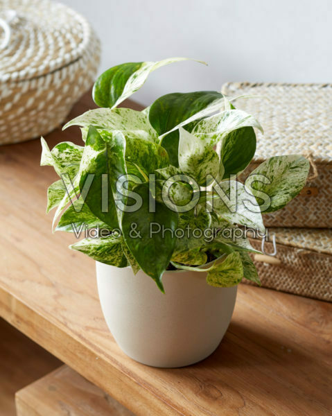 Epipremnum aureum Marble Queen Epipremnum aureum Marble Queen