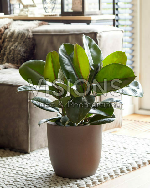 Ficus elastica Robusta Ficus elastica Robusta