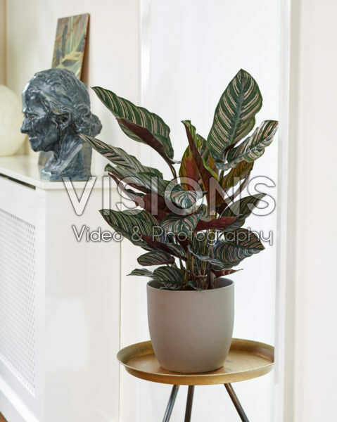 Calathea ornata Calathea ornata