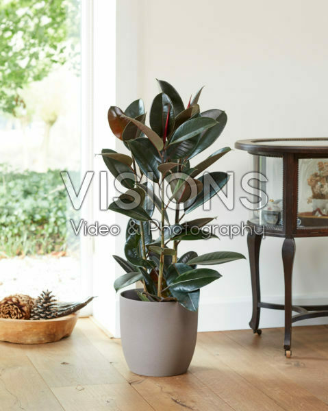 Ficus elastica Robusta Ficus elastica Robusta