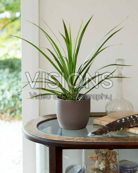 Dracaena marginata Dracaena marginata