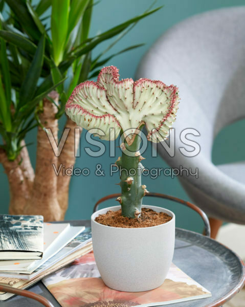 Euphorbia lactea Cristata Euphorbia lactea Cristata