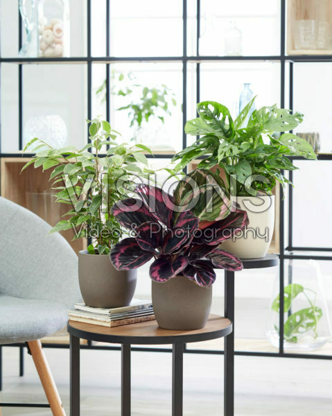 Calathea Surprisestar, Ficus benjamina Variegata, Monstera obliqua Monkey Leaf Calathea Surprisestar, Ficus benjamina Variegata, Monstera obliqua Monkey Leaf