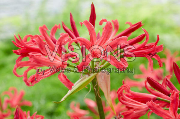 Nerine Elegance Pearls of Cherry Nerine Elegance Pearls of Cherry