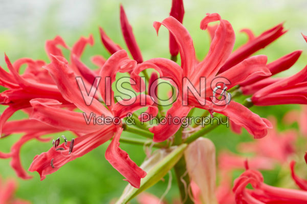 Nerine Elegance Pearls of Cherry Nerine Elegance Pearls of Cherry