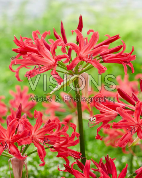 Nerine Elegance Pearls of Cherry Nerine Elegance Pearls of Cherry
