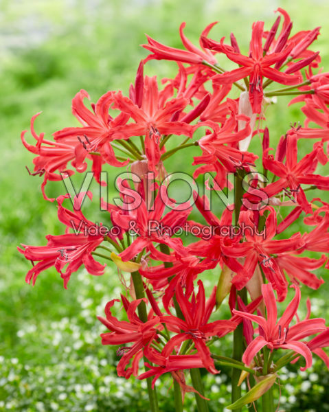 Nerine Elegance Pearls of Cherry Nerine Elegance Pearls of Cherry