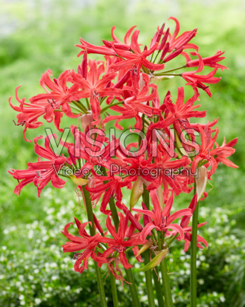 Nerine Elegance Pearls of Cherry