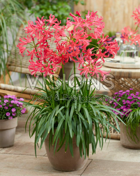 Nerine Elegance Pearls of Cherry