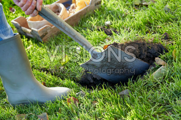 Planting Crocus bulbs in lawn