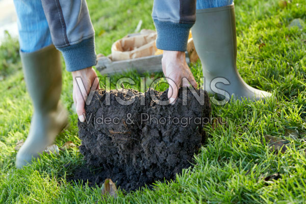 Krocusbollen planten in gazon