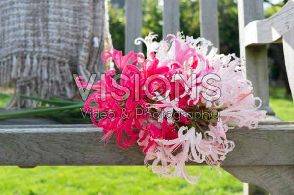 NERINE