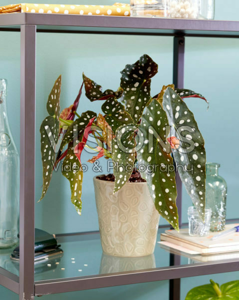 Indoor Plants