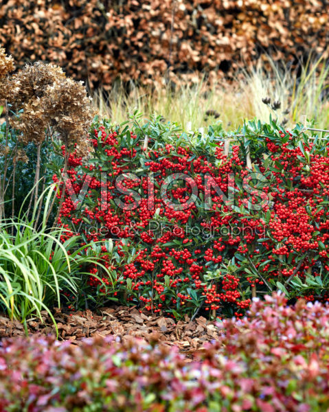 Pyracantha coccinea Red Star
