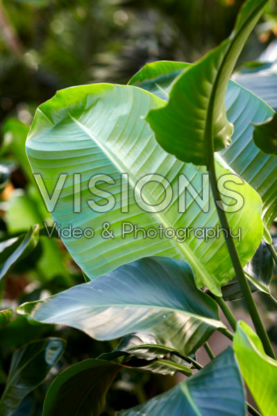 Strelitzia nicolai Strelitzia nicolai