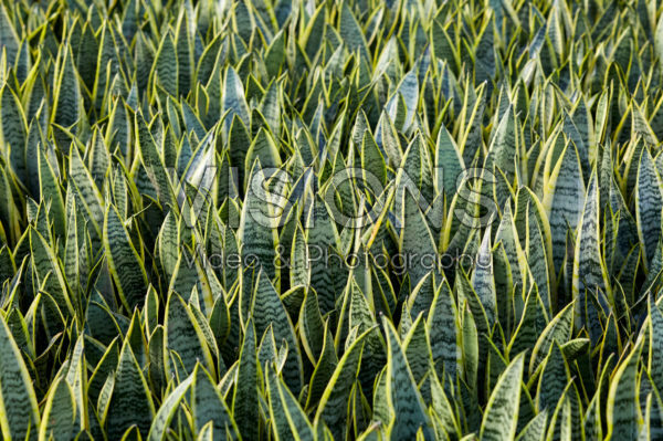 Sansevieria trifasciata Laurentii
