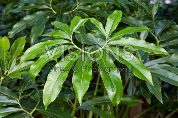 Philodendron Fun Bun Philodendron Fun Bun