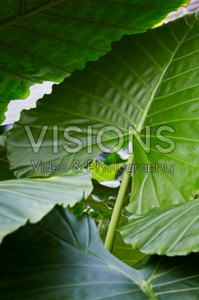 Alocasia macrorrhizos