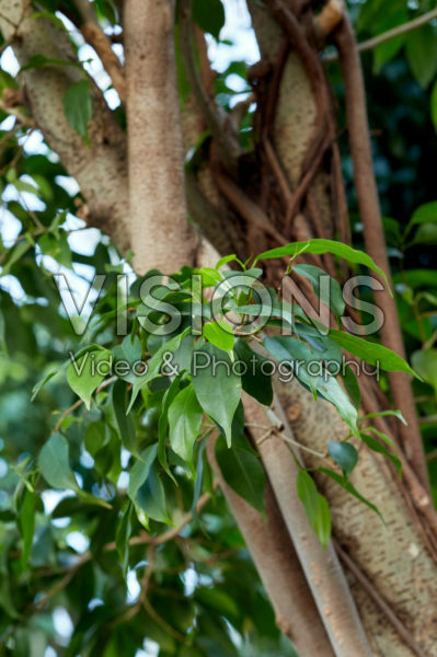 Ficus benjamina