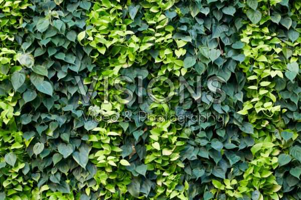 Philodendron scandens, Epipremnum Golden Pothos