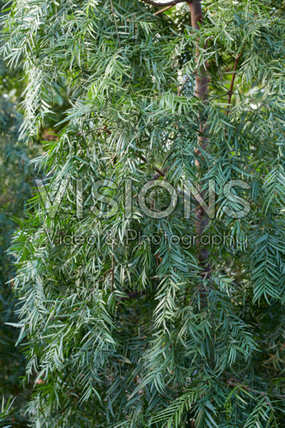 Podocarpus gracilior Podocarpus gracilior