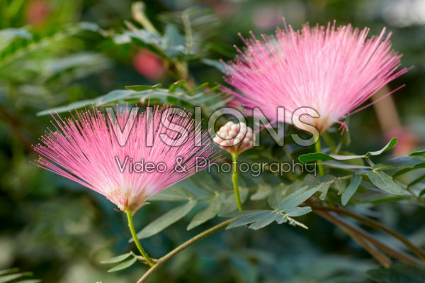 Calliandra haematocephala Calliandra haematocephala