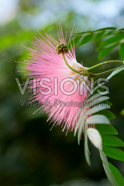 Calliandra haematocephala