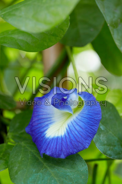 Clitoria ternatea Clitoria ternatea