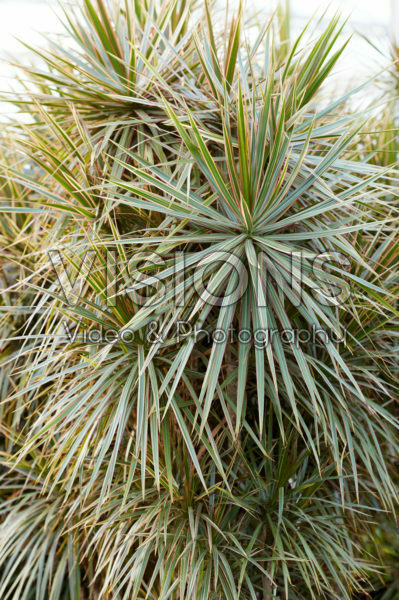 Dracaena marginata Bicolor Dracaena marginata Bicolor