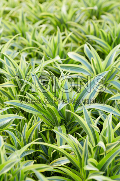 Dracaena deremensis Lemon Lime