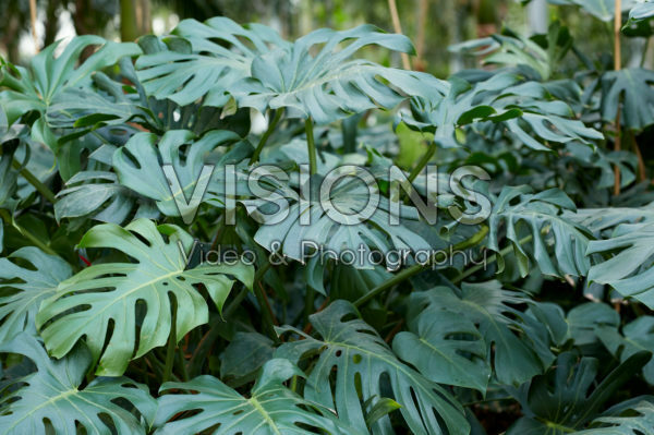 Monstera deliciosa
