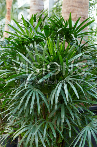 Rhapis excelsa