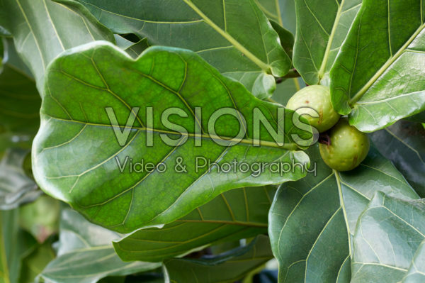 Ficus lyrata Ficus lyrata