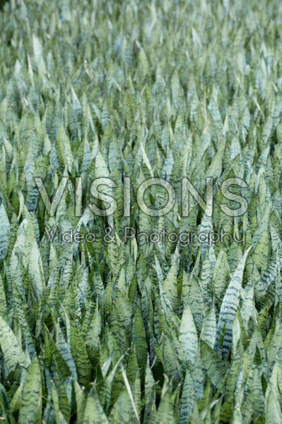 Sansevieria zeylanica