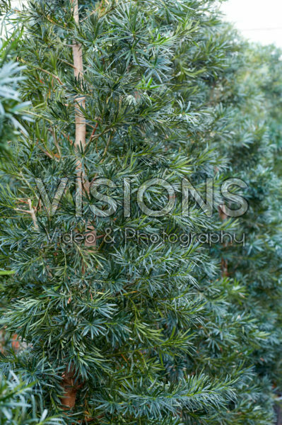 Podocarpus macrophyllus