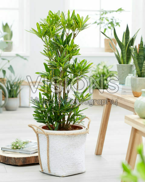 Codiaeum variegatum Yellow Banana Codiaeum variegatum Yellow Banana