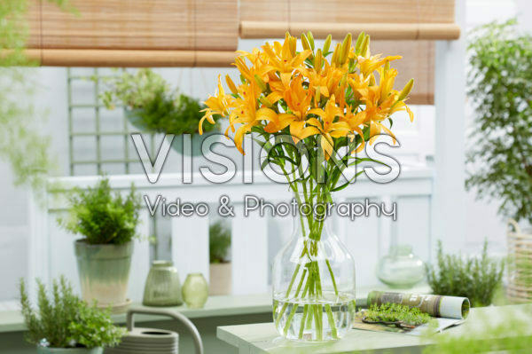 Lilium Twinlife Orange