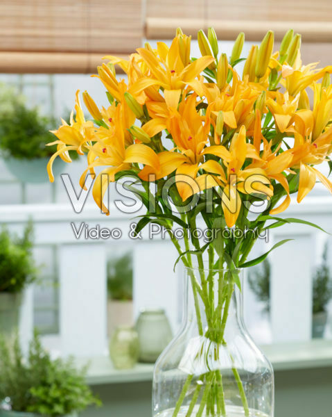 Lilium Twinlife Orange Lilium Twinlife Orange