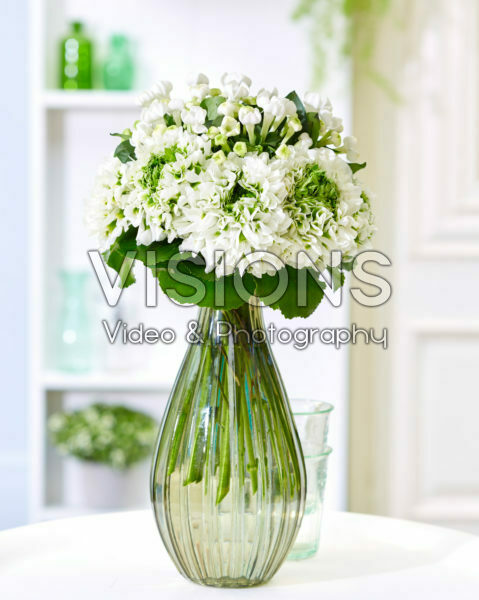 Bouvardia White Sensation, Ranunculus Pon Pon Iglo
Bouvardia White Sensation, Ranunculus Pon Pon Iglo