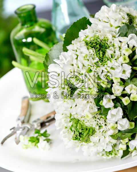 Bouvardia White Sensation, Ranunculus Pon Pon Iglo
