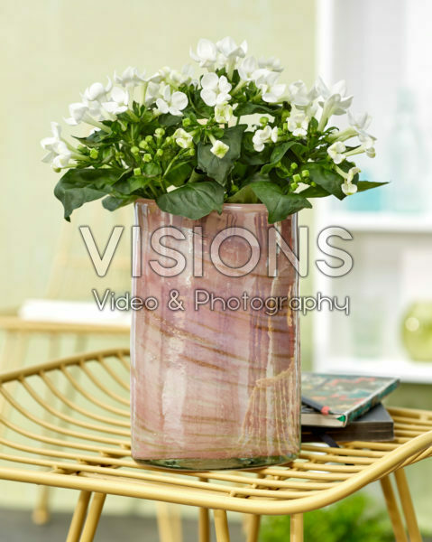 Bouvardia White Sensation
Bouvardia White Sensation