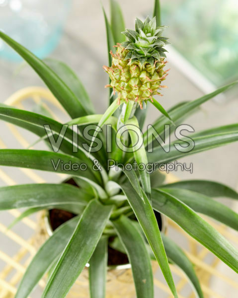 Bromelia Ananas