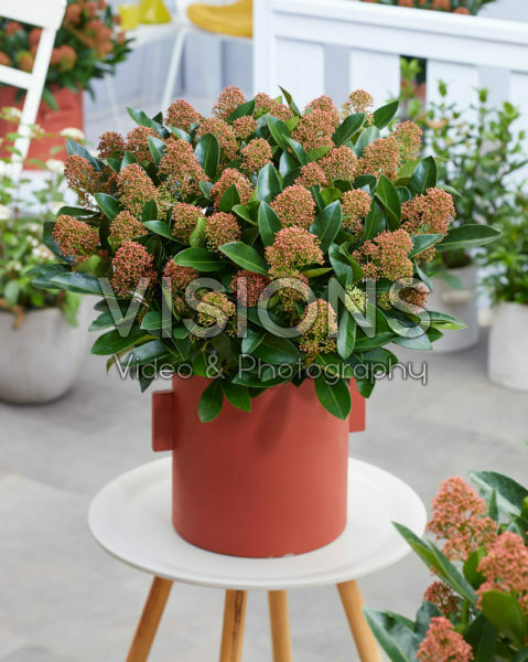 Skimmia japonica Miracle ® Skimmia japonica Miracle ®