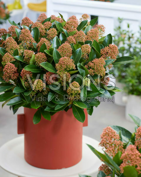 Skimmia japonica Miracle ® Skimmia japonica Miracle ®