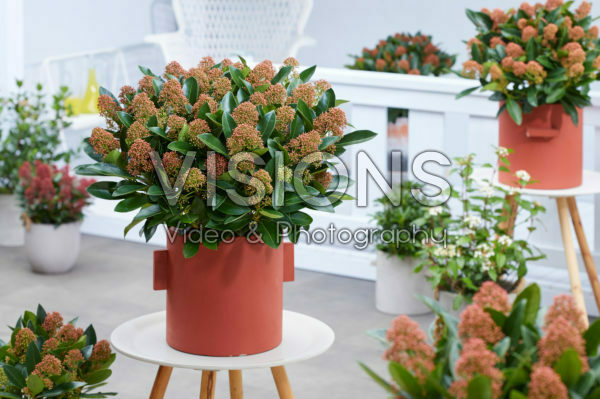 Skimmia japonica Miracle ® Skimmia japonica Miracle ®