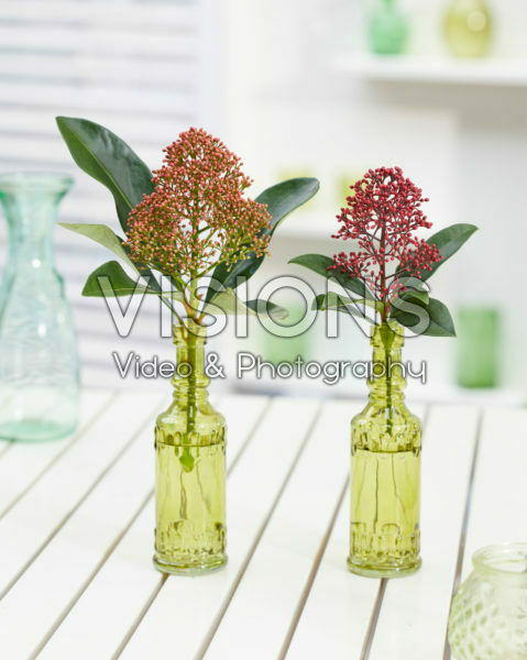 Skimmia japonica Miracle ®, Rubella Skimmia japonica Miracle ®, Rubella