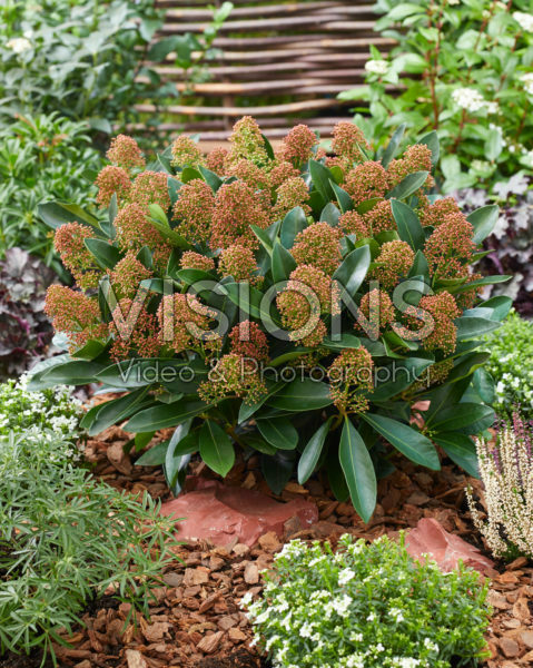 Skimmia japonica Miracle ® Skimmia japonica Miracle ®
