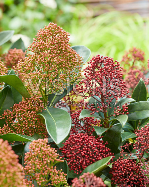 Skimmia japonica Miracle ®, Rubella Skimmia japonica Miracle ®, Rubella