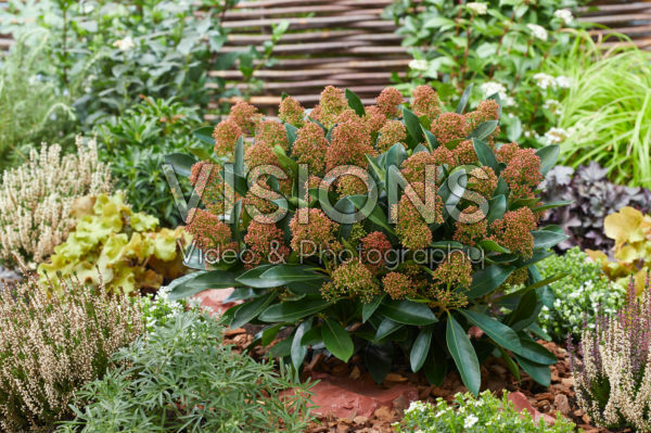 Skimmia japonica Miracle ® Skimmia japonica Miracle ®